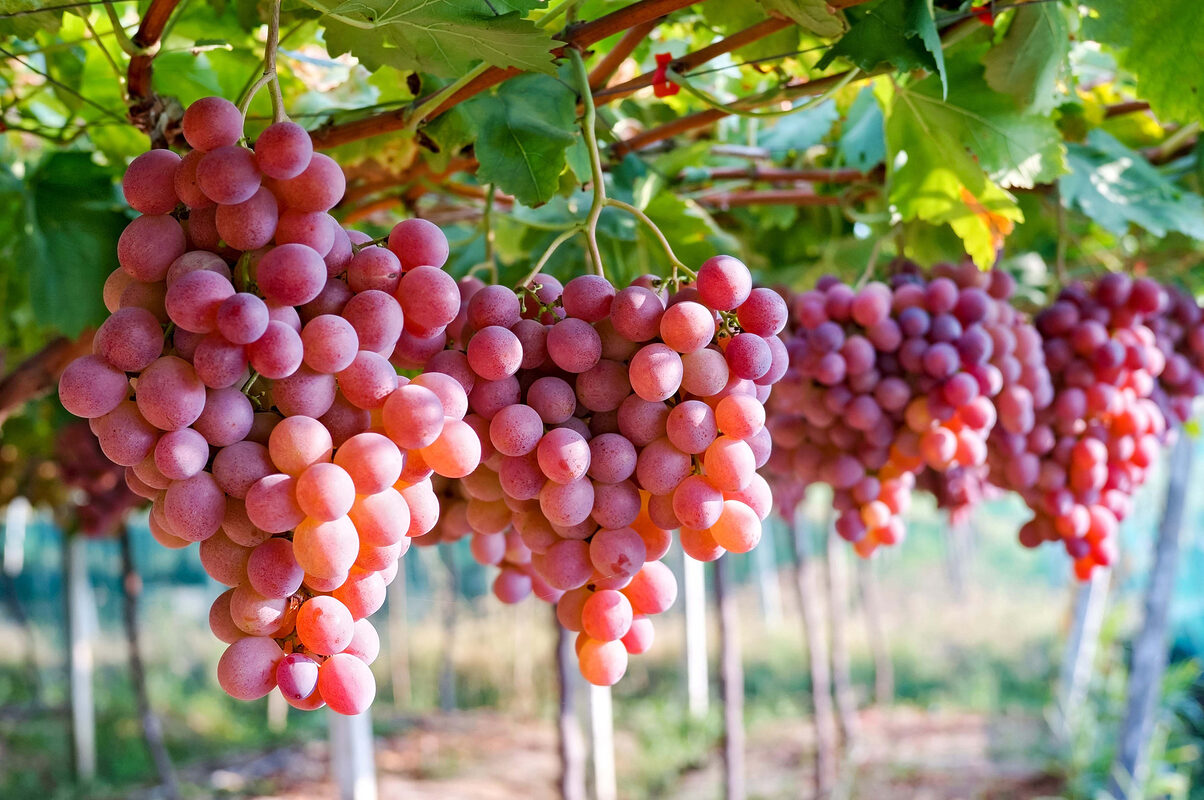 Muốn da đẹp luôn ẩm mịn, trắng sáng vào mùa hè? Ăn ngay 5 loại trái cây "thần kỳ" này! 1 Muốn da đẹp luôn ẩm mịn, trắng sáng vào mùa hè? Ăn ngay 5 loại trái cây "thần kỳ" này!